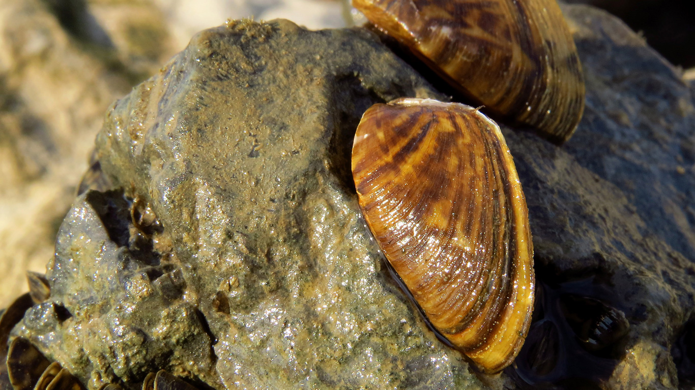 Quagga Mussels Central Arizona Project
