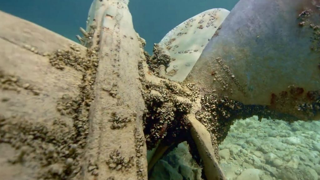 Quagga Mussels