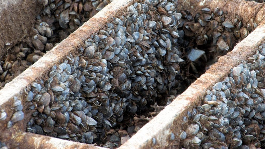 Quagga Mussels