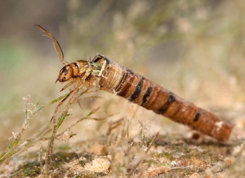 caddisfly larvae