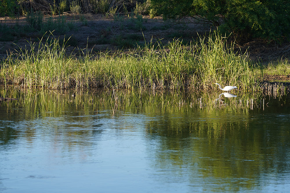 Yuma East Wetlands with wading bird
